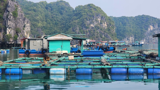 Cả thành phố Hải Phòng hiện đang có 94 lồng bè với 267 lao động đang hoạt động trên biển và đã được thông báo thông tin về cơn bão. Ảnh: Đinh Mười.