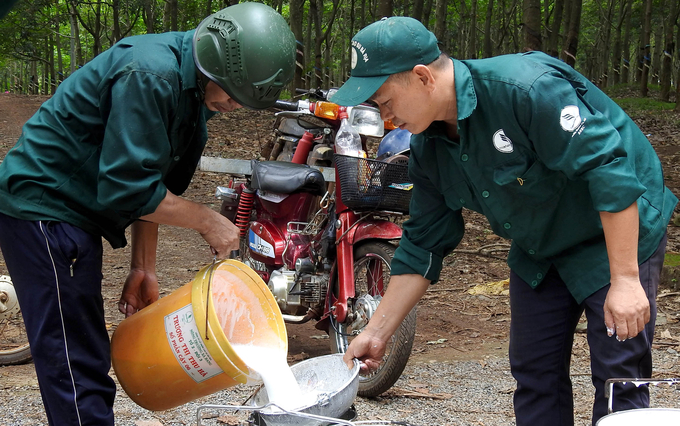 Thu hoạch mủ cao su tại Cao su Bà Rịa. Ảnh: Thanh Sơn.