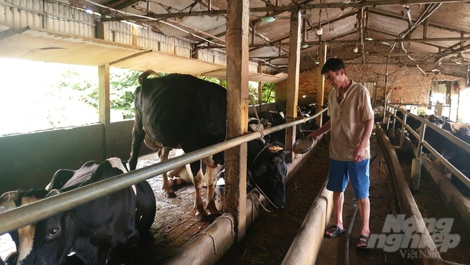 Ông Đàm Ngọc Hân (SN 1963, thôn 10, xã Xuân Quan) phải bán 2/3 đàn bò sữa đang cho khai thác khi nhận được thông báo yêu cầu di dời vật nuôi của chủ tịch xã Xuân Quan Lê Quý Đôn. Ảnh: Kiên Trung.