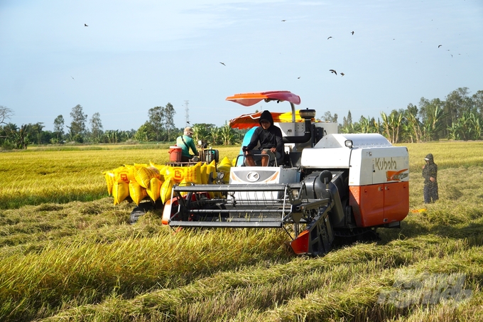 Thời gian gần đây, việc xuất khẩu gạo tương đối thuận lợi, giá lúa cao hơn so với cùng kỳ năm trước từ 1.300 – 2.500 đồng/kg. nong duoc viet nam