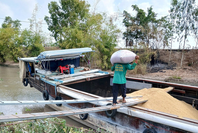 Loading newly harvested rice onto a boat. Photo: Son Trang.