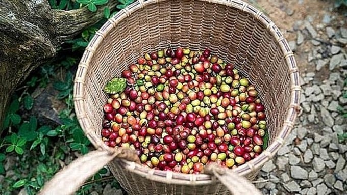 Update on coffee prices in domestic and global markets on 07/21/2024