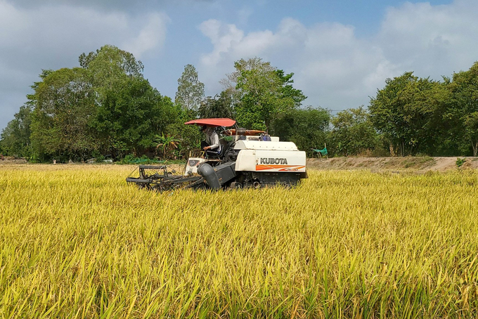 Farmers in the Mekong Delta harvest summer-autumn rice. Photo: Son Trang.