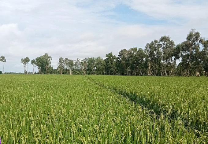 A summer-autumn rice field in Long An. Photo: Son Trang.