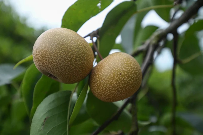 Temperate pears are grown at the 19/5 Cooperative. Photo: Tung Dinh.