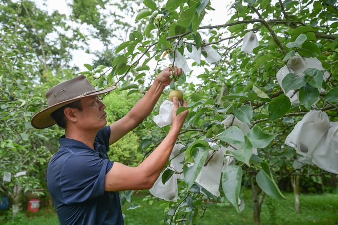 Mai Duc Thinh, Director of the 19/5 Agricultural Development Service Cooperative, stands beside a pear orchard bearing fruit. Photo: Tung Dinh.