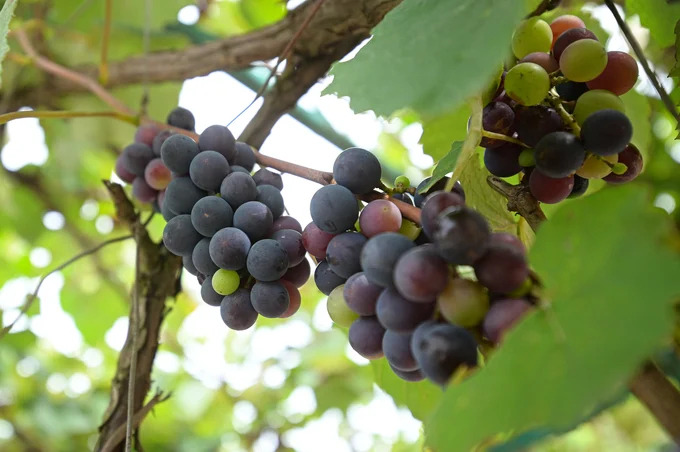 The laden wild grape garden of the 19/5 Cooperative attracts tourists. Photo: Tung Dinh.