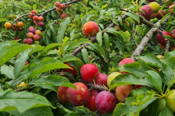 Moc Chau plums have now found a place in the market. Photo: Tung Dinh.