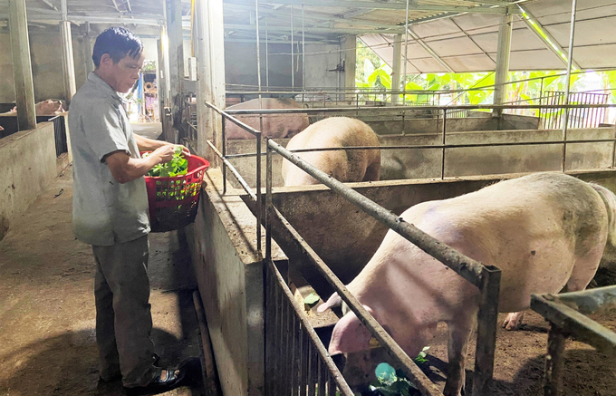 Nhiều nguy cơ lây lan dịch tả lợn Châu Phi trong chăn nuôi nông hộ do bà con chưa thực hiện tốt các biện pháp an toàn sinh học. Ảnh: Thanh Nga.