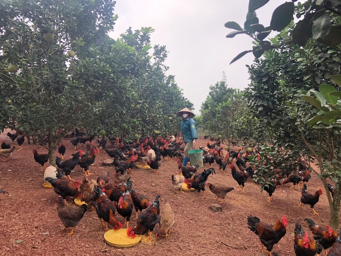 Tăng cường kiểm tra, đôn đốc, hướng dẫn công tác phòng, chống dịch bệnh cây trồng, vật nuôi, hạn chế tối đa ảnh hưởng tiêu cực tới sản xuất và đời sống của người dân. Ảnh: Quý Cường.