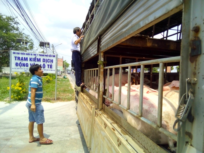 Công tác kiểm tra dịch bệnh động vật; xuất, nhập, quá cảnh, lưu thông sản phẩm động vật trên địa bàn thành phố được Chi cục Chăn nuôi và Thú y TP Cần Thơ thực hiện thường xuyên. Ảnh: Văn Vũ.