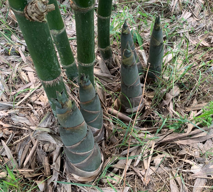 Cây măng tre tứ quý phát triển rất tốt ở cả đất đồi bạc màu. Ảnh: Ánh Nguyệt.