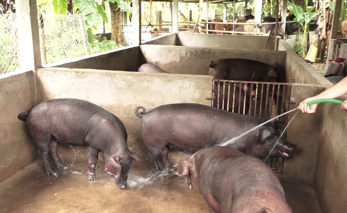 Các hộ chăn nuôi lợn ở huyện Lục Yên, tỉnh Yên Bái thực hiện chăn nuôi an toàn sinh học để phòng dịch tả lợn Châu Phi. Ảnh: Thanh Tiến.