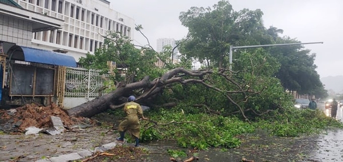 Cây xanh bị gió quật đổ trước cổng trụ sở Nhà in Quảng Ninh.