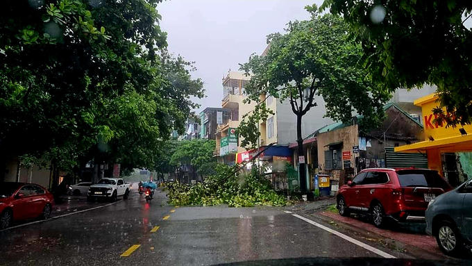 Nhiều cây xanh gãy đổ trên một số tuyến phố Hạ Long. 