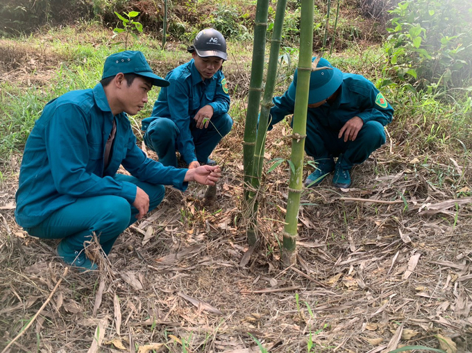 Tre tứ quý dễ trồng, thích nghi với nhiều loại đất, đặc biệt có thể trồng trên các loại đất bạc màu. Ảnh: Ánh Nguyệt.