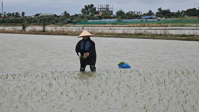 Nước ngập lênh láng nhưng người dân vẫn phải tranh thủ cấy cho kịp thời vụ. Ảnh: Đinh Mười.