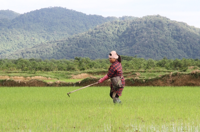 Người dân A Lưới chăm sóc lúa nước. Ảnh: Công Điền.