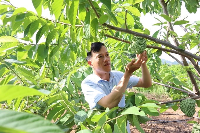 Son La farmers apply science and technology in production. Photo: Quang Dung.