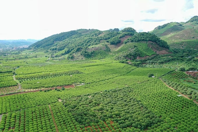 Mai Son custard apple area, Son La. Photo: Tung Dinh.