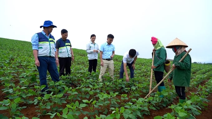 Linking efforts to build raw material areas with Doveco. Photo: Hoang Anh.