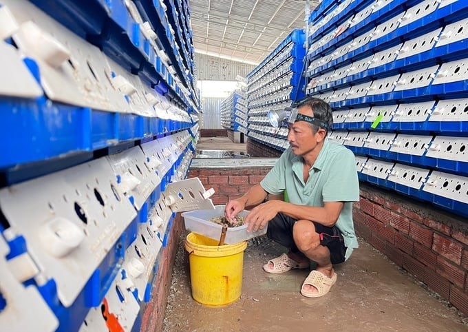 ST Crab Farm, Vinh Tan commune, Vinh Chau town, Soc Trang province, owns about 10,000 plastic boxes, developing a model of raising brick crabs, double-shell crabs, and soft-shell crabs. Photo: Kim Anh.