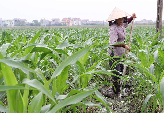 Người dân tại Bắc Giang thăm đồng ruộng sau cơn bão số 2. Ảnh: Báo Bắc Giang.