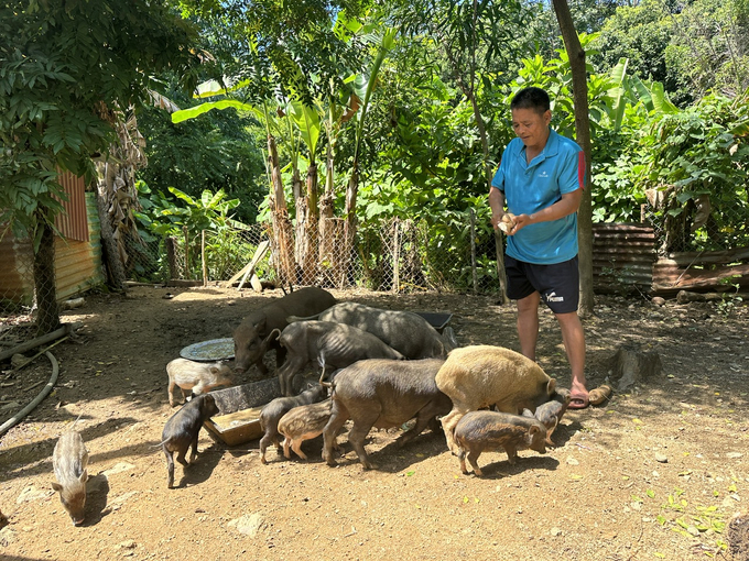 Nhờ có chuồng trại mà các hộ dân có thể kiểm soát, quản lý, chăm sóc đầy đủ để vật nuôi phát triển nhanh. Ảnh: L.K.