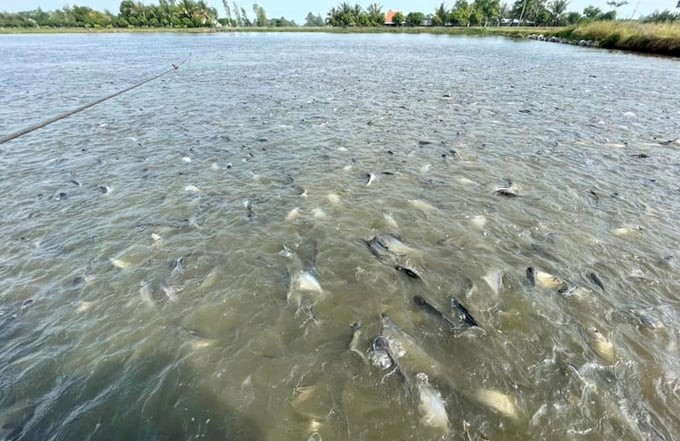 A pangasius farming pond in the Mekong Delta. Photo: Son Trang.