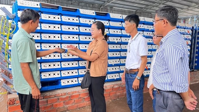 The technical staff of the Soc Trang Provincial Agricultural Extension Center guides farmers through the technical process to develop a model of raising soft-shell crabs in plastic boxes. Photo: Kim Anh.