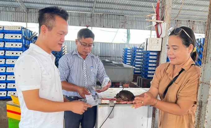 To successfully implement the method of letting the crab molt naturally, farmers need to choose crabs of the same size and uniform in shell strength. Photo: Van Vu.