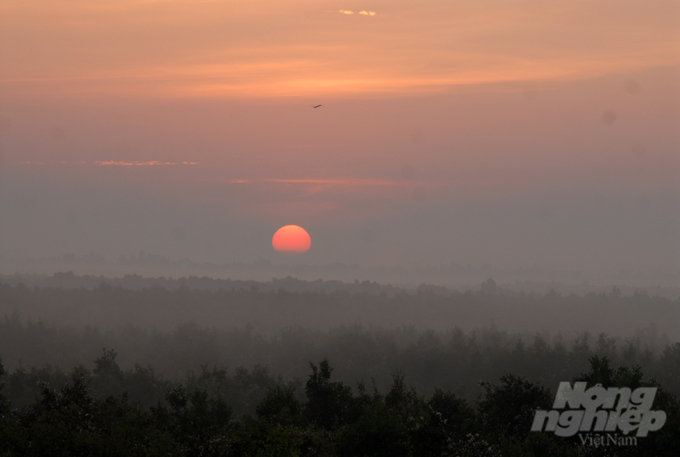 When the sun slowly drifts down behind the primeval cajuput forest at the end of the horizon, it is also the time when water birds descend to look for food at the end of the day. Photo: Le Hoang Vu.