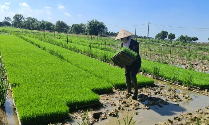 Nông dân Hải Dương tranh thủ thời tiết nắng ráo trong sáng 24/7 để thăm đồng. Ảnh: HDP.