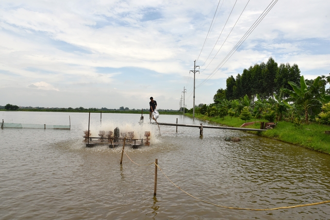 Cho cá ăn bổ sung bằng thức ăn công nghiệp. Ảnh: Dương Đình Tường.