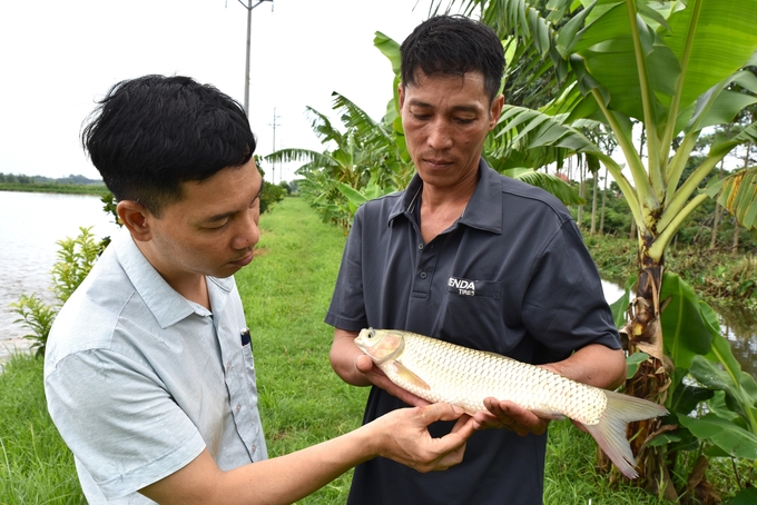 Kiểm tra tốc độ lớn của cá. Ảnh: Dương Đình Tường.