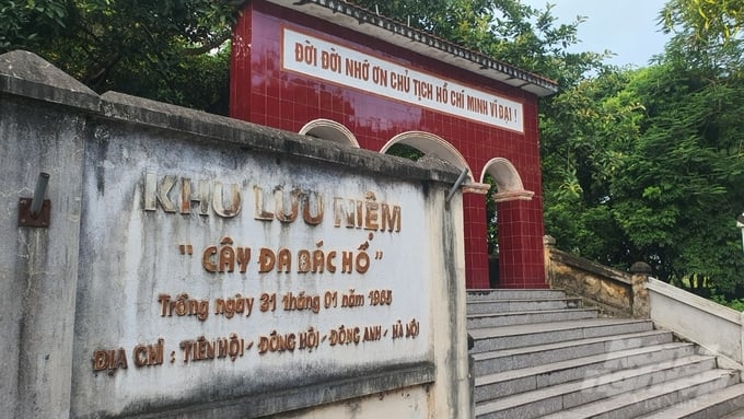 'Uncle Ho’s Banyan Tree' memorial site in Tien Hoi village, Dong Hoi commune. Photo: Kien Trung.