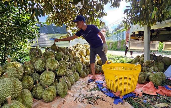 Vụ sầu riêng năm nay, huyện Khánh Sơn ước thu về hơn 1.000 tỷ đồng từ sầu riêng. Ảnh: KS.