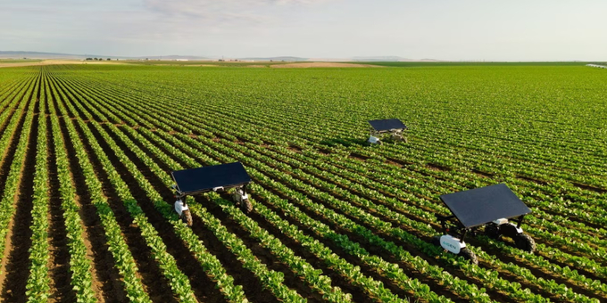 Autonomous, artificial intelligence robots are increasingly being deployed on US farms to tackle weeding and other field work. Photograph: Aigen.