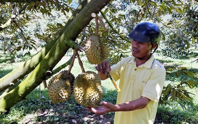 Khanh Son farmers are entering the durian harvest with the joy of a good harvest and high prices. Photo: KS.