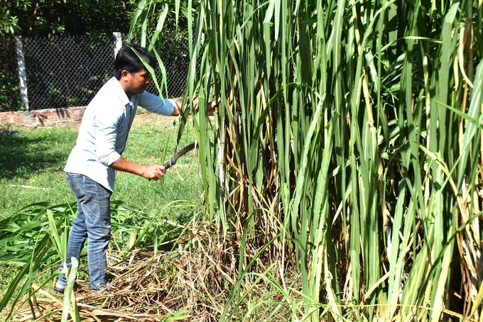 Người chăn nuôi bò ở huyện miền núi Vân Canh (Bình Định) trồng cỏ để làm thức ăn cho bò. Ảnh: V.Đ.T.