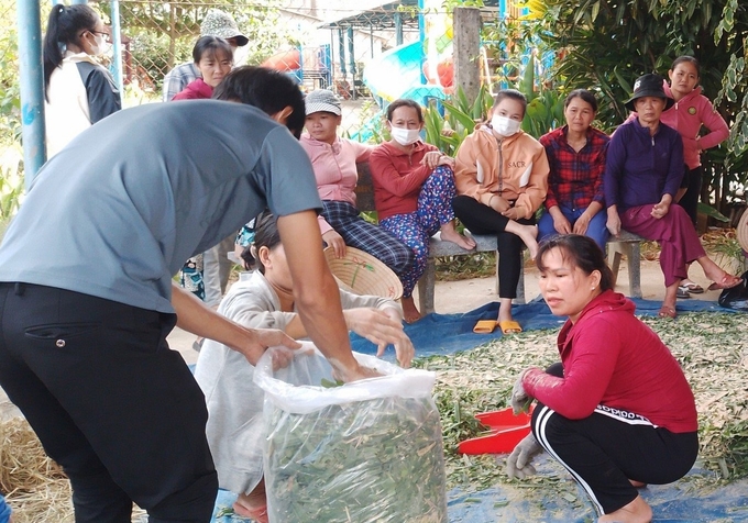 Người chăn nuôi bò ở huyện miền núi An Lão (Bình Định) thực hành ủ thức ăn cho gia súc. Ảnh: V.Đ.T.