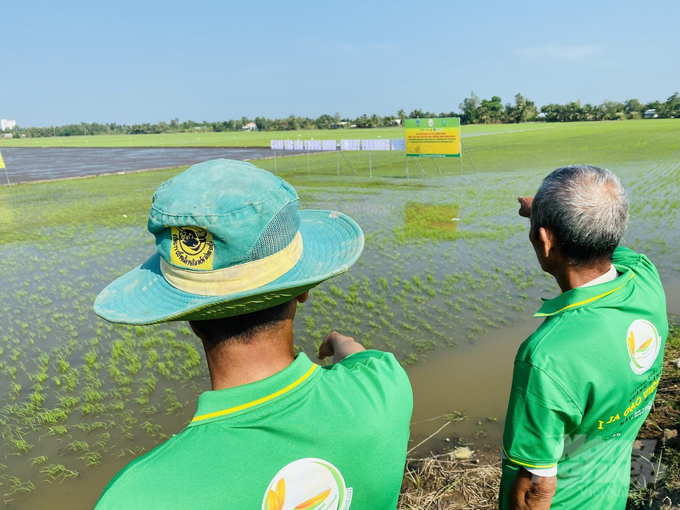 Tưới ngập - khô xen kẽ là giải pháp kỹ thuật quan trọng trong triển khai sản xuất lúa giảm phát thải. Ảnh: NNVN.