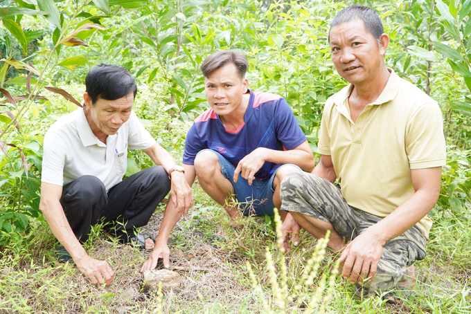 Cam Nghia commune's agricultural extension team imparts sustainable forestry knowledge to farmers. Photo: Vo Dung.