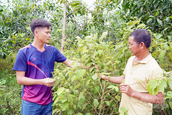 Growing medicinal herbs under the forest canopy solves the income problem for forest growers. Photo: Vo Dung.