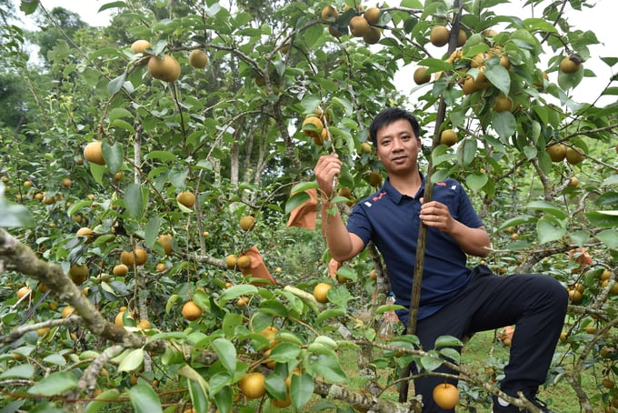 Currently, many farmers in the northern mountainous provinces have successfully grown and earned high income with pear varieties imported from Taiwan. Photo: Duong Dinh Tuong.