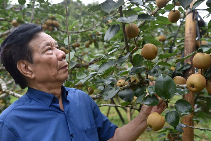 Prof. Dr. Vu Manh Hai next to a pear tree imported from Taiwan. Photo: Duong Dinh Tuong.