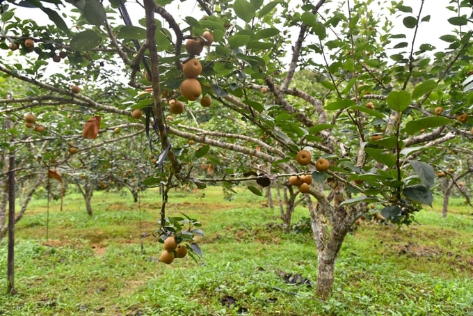 Pear garden imported from Taiwan planted in Trang Dinh, Lang Son. Photo: Duong Dinh Tuong.