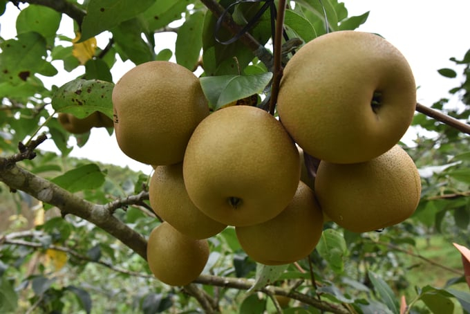 Close-up of a Taiwanese pear variety. Photo: Duong Dinh Tuong.