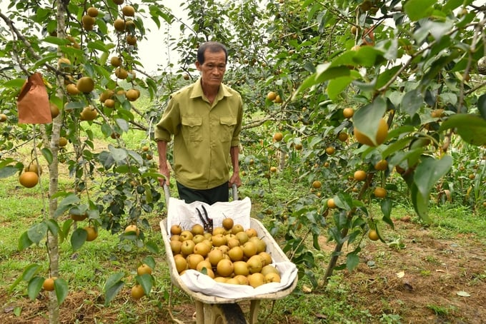 Garden owner Hoang Van Khi in Doi Can commune (Trang Dinh district, Lang Son province) harvests pears. Photo: Duong Dinh Tuong.