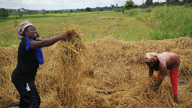 Vietnam is a trustful and active partner in the global efforts to eradicate famine, reduce poverty, and develop rural agriculture. Additionally, it is a significant contributor to the provision of agricultural technology in Africa. Photo: UN. 